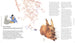 La gouache et ses incroyables talents